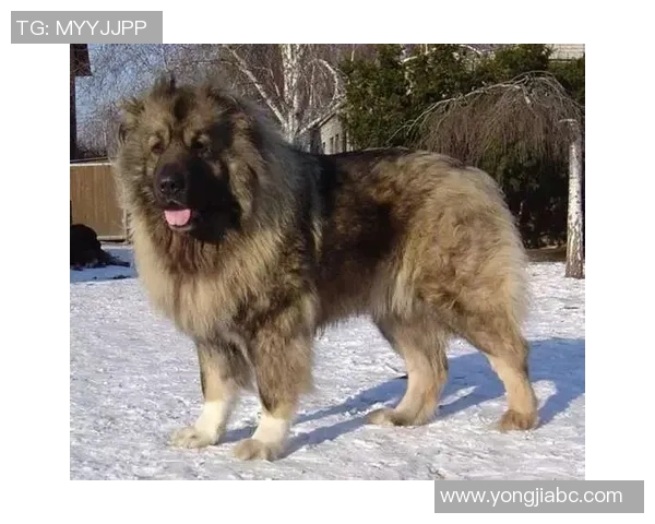 狗狗顶足球的趣味挑战与训练方法分享让你的爱犬成为运动小明星